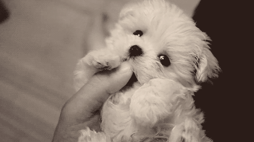 puppy-biting-fingers