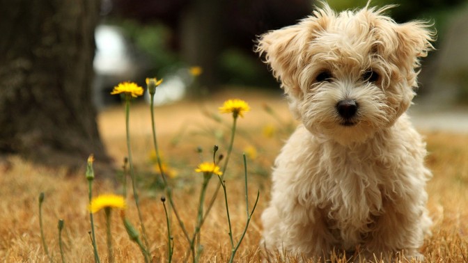 tumblr_static_wallpaper-cute-little-dog-1920x1080